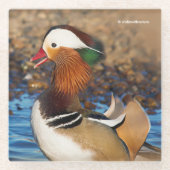 Schöne Mandarin-Duck im Teich Glasuntersetzer (Vorderseite)
