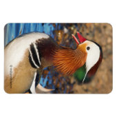Schöne Mandarin-Duck im Teich Magnet (Horizontal)