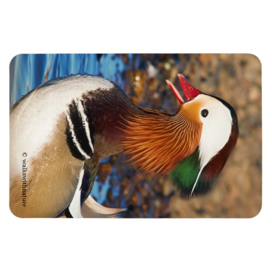 Schöne Mandarin-Duck im Teich Magnet (Horizontal)