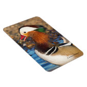 Schöne Mandarin-Duck im Teich Magnet (Rechte Seite)