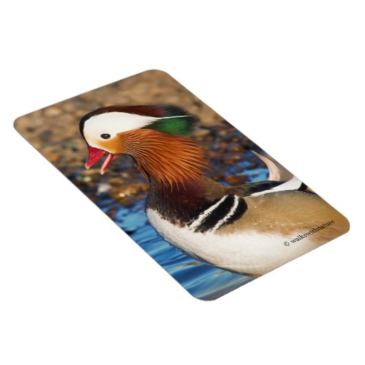 Schöne Mandarin-Duck im Teich Magnet (Rechte Seite)