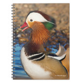 Schöne Mandarin-Duck im Teich Notizblock (Vorderseite)