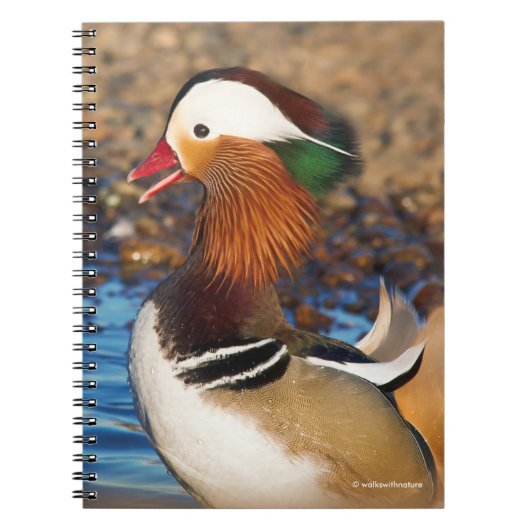 Schöne Mandarin-Duck im Teich Notizblock (Vorderseite)