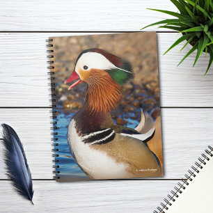 Schöne Mandarin-Duck im Teich Notizblock