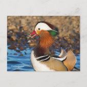 Schöne Mandarin-Duck im Teich Postkarte (Vorderseite)