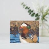 Schöne Mandarin-Duck im Teich Postkarte (Stehend Vorderseite)