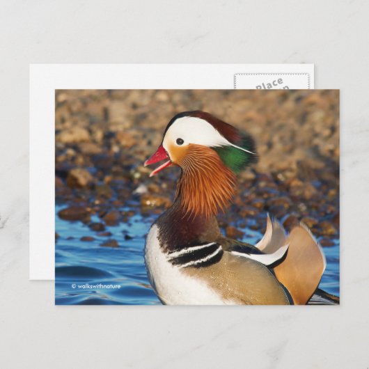 Schöne Mandarin-Duck im Teich Postkarte (Vorne/Hinten)