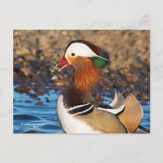 Schöne Mandarin-Duck im Teich Postkarte (Vorderseite)