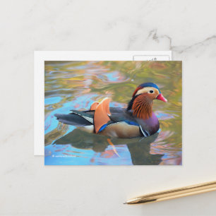 Schöne Mandarin-Duck im Teich Postkarte