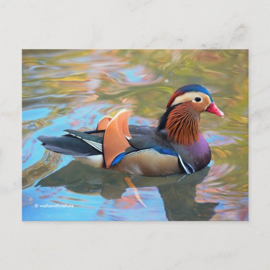 Schöne Mandarin-Duck im Teich Postkarte (Vorderseite)