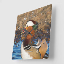 Schöne Mandarin-Duck im Teich