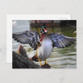 Schöne markante Holzherde Florida Fotografie Postkarte (Vorne/Hinten)