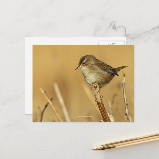 Schöne Marsh Wren Songbird in den Schilfröten Postkarte (Vorderseite/Rückseite Beispiel)