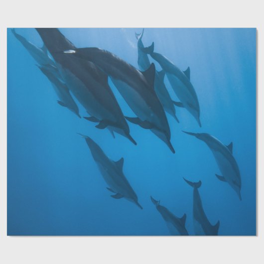 Schöne Meereslebewesen Geschenkpapier (Flach)