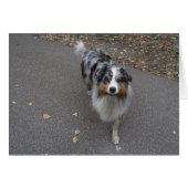 Schöne, mehrfarbige Aussie (Vorderseite (Horizontal))