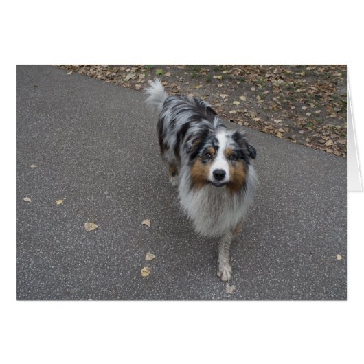 Schöne, mehrfarbige Aussie (Vorderseite (Horizontal))