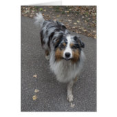 Schöne, mehrfarbige Aussie (Vorne)