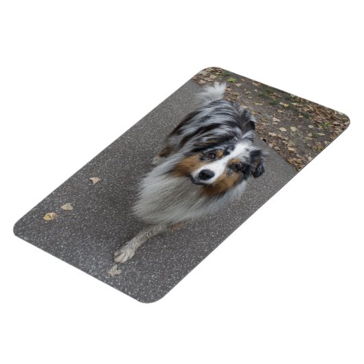 Schöne, mehrfarbige Aussie Magnet (Linke Seite)