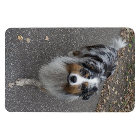 Schöne, mehrfarbige Aussie Magnet (Horizontal)