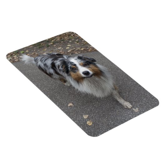 Schöne, mehrfarbige Aussie Magnet (Rechte Seite)