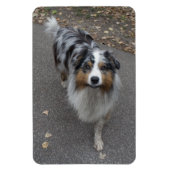 Schöne, mehrfarbige Aussie Magnet (Vertikal)