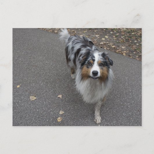 Schöne mehrfarbige Aussie Postkarte (Vorderseite)