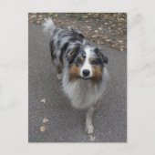 Schöne, mehrfarbige Aussie Postkarte (Vorderseite)