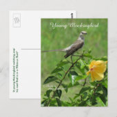 Schöne Mockingbird Postcard Postkarte (Vorne/Hinten)