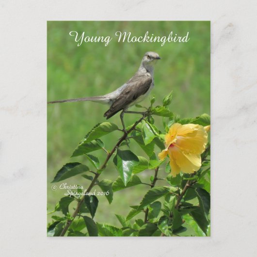 Schöne Mockingbird Postcard Postkarte (Vorderseite)