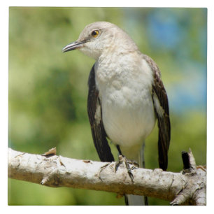 Schöne Mockingbird Tile Fliese