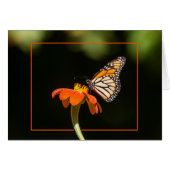 Schöne Monarch Butterfly (Vorderseite (Horizontal))