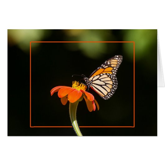 Schöne Monarch Butterfly (Vorderseite (Horizontal))
