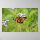 Schöne Monarch Butterfly Blumenfotografie Poster (Vorne)