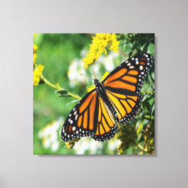 Schöne Monarch Butterfly Leinwanddruck
