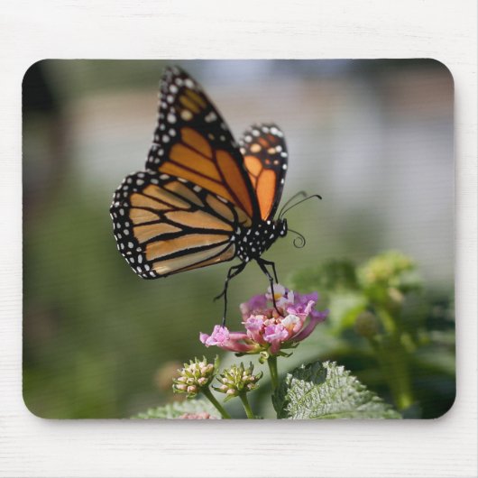 Schöne Monarch Butterfly Mousepad (Vorne)