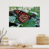Schöne Monarch Butterfly Poster (Küche)
