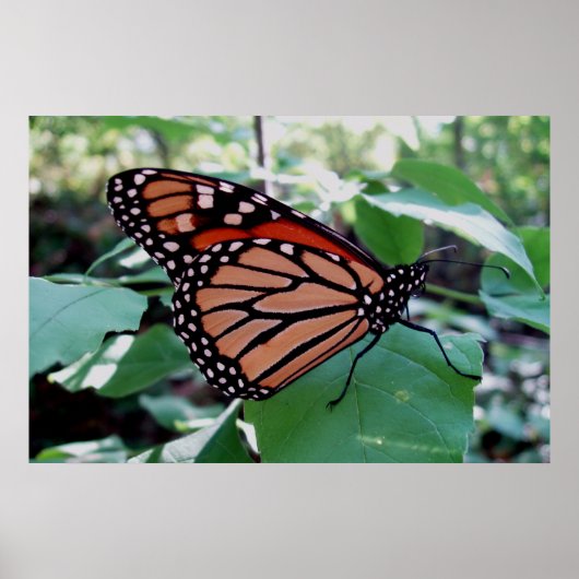 Schöne Monarch Butterfly Poster (Vorne)