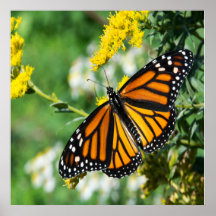Schöne Monarch Butterfly