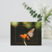 Schöne Monarch Butterfly Postkarte (Stehend Vorderseite)