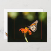 Schöne Monarch Butterfly Postkarte (Vorne/Hinten)
