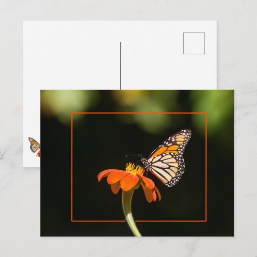 Schöne Monarch Butterfly Postkarte (Vorne/Hinten)