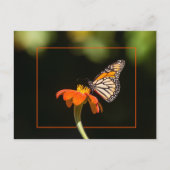 Schöne Monarch Butterfly Postkarte (Vorderseite)