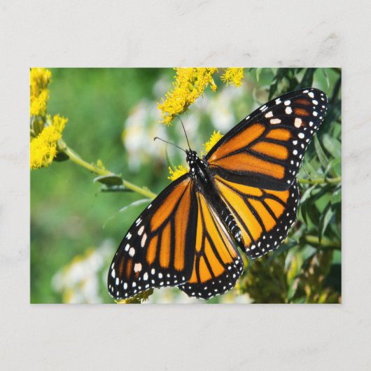 Schöne Monarch Butterfly Postkarte (Vorderseite)