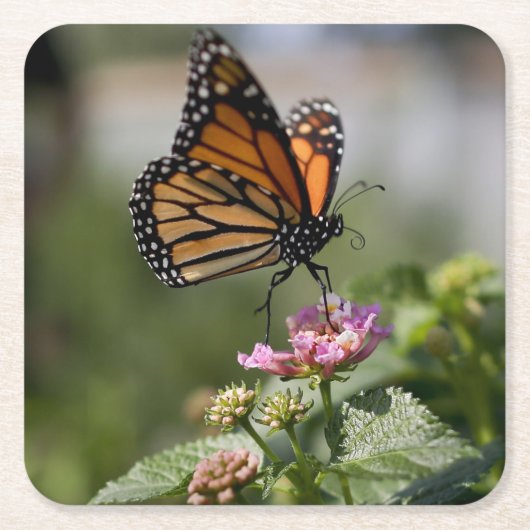 Schöne Monarch Butterfly Rechteckiger Pappuntersetzer (Vorderseite)