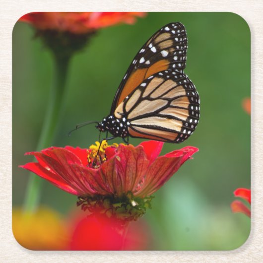 Schöne Monarch Butterfly Rechteckiger Pappuntersetzer (Vorderseite)