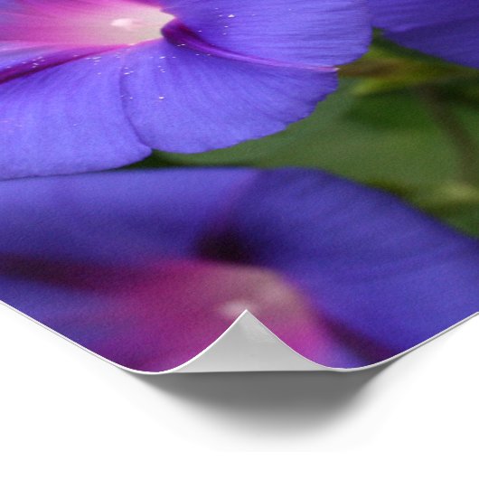 Schöne Morgengläser im Blut Poster (Ecke)