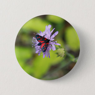 Schöne Moth Button