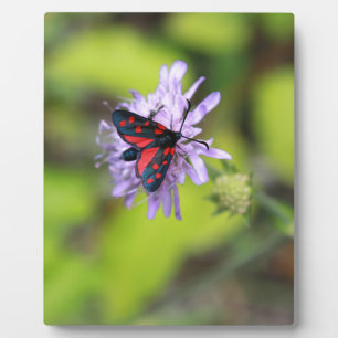Schöne Moth Fotoplatte