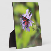 Schöne Moth Fotoplatte (Seite)