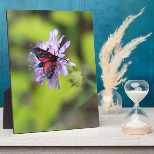 Schöne Moth Fotoplatte (Seite)